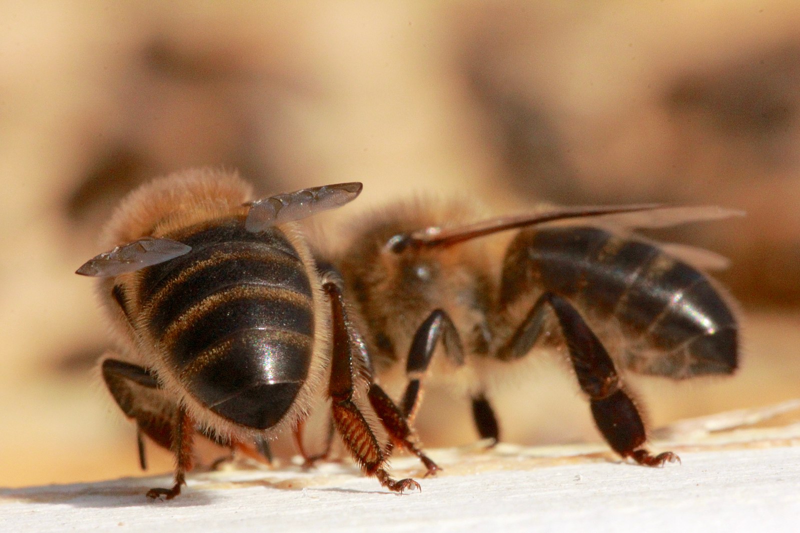 Read more about the article The Native Black Honey Bee