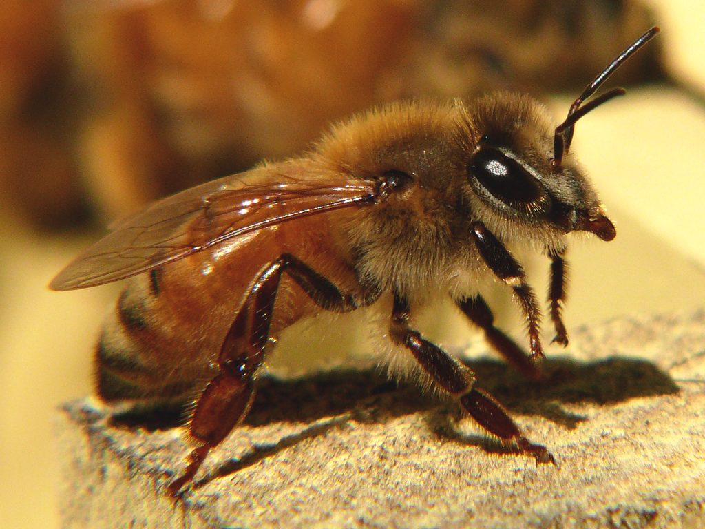 ligustica honey bee