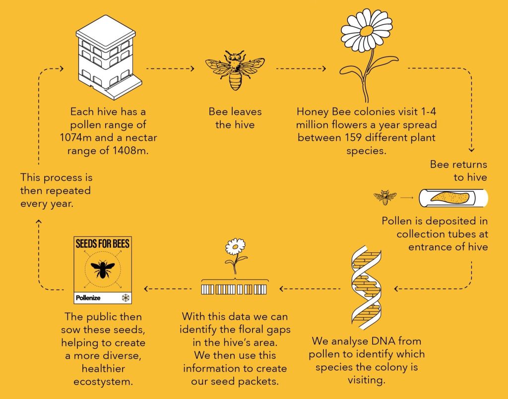 A flow chart representing the stages of insect pollen collection, trapping, analysis and subsequent seed selection.
