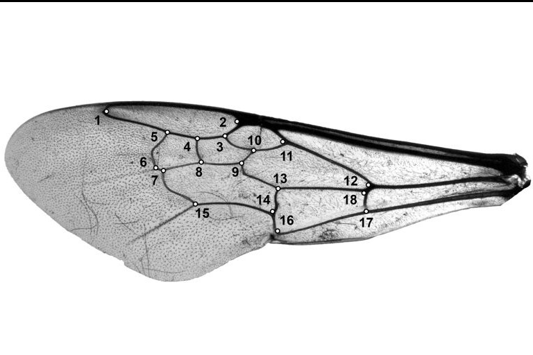 Wing morphology mapping